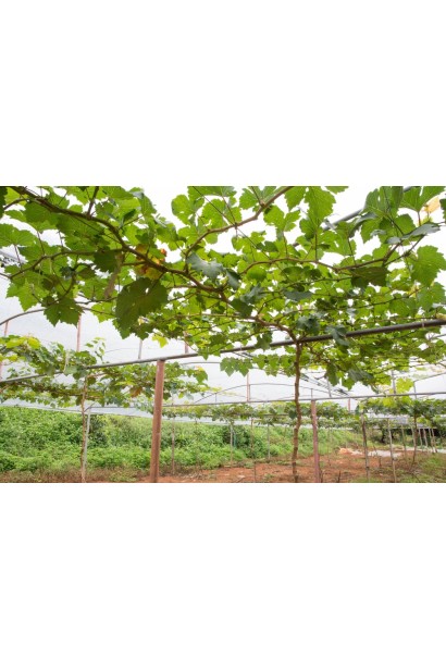 Виноград Лорано в декоративном контейнере в саду.